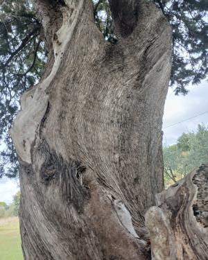 Foto Il cipresso  2 della chiesa di San Donato in Val di Botte