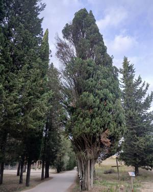 La Cipressa  di Montecastello a Botinaccio