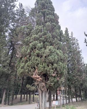 Foto La Cipressa  di Montecastello a Botinaccio