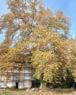 Il Platano  di Villa delle Fonti