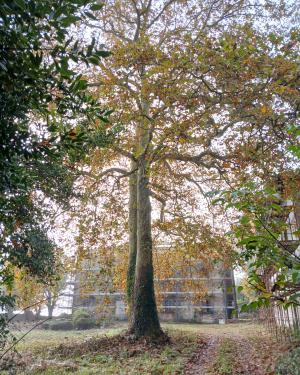 Foto Il Platano  di Villa delle Fonti