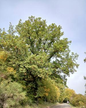 La Roverella  dei Bosconi