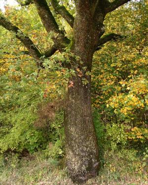 Foto La Roverella  dei Bosconi