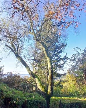 Il mandorlo di Villa Montefiano