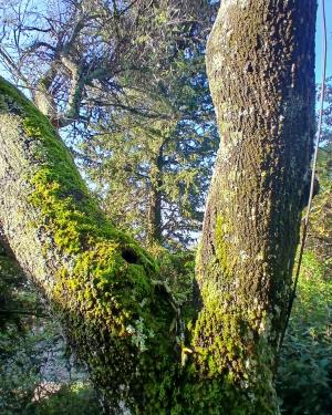 Foto Il mandorlo di Villa Montefiano
