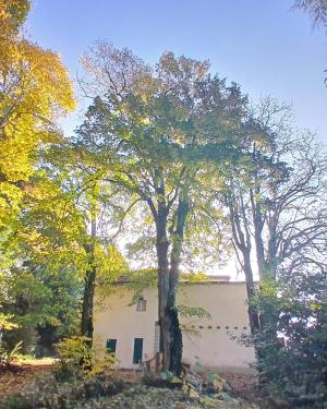 Il Tiglio di Villa Montefiano