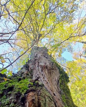 Foto Il Tiglio di Villa Montefiano