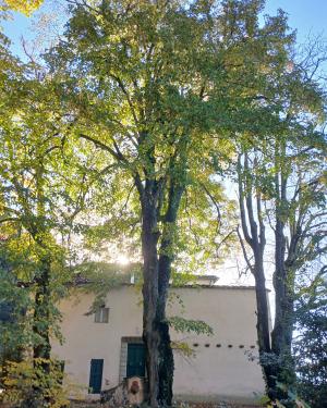 Foto Il Tiglio di Villa Montefiano