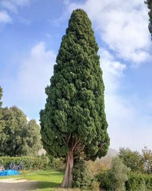 Il cipresso  di Pagnolle