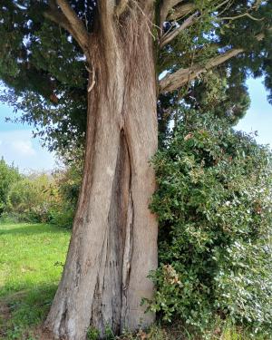 Foto Il cipresso  di Pagnolle