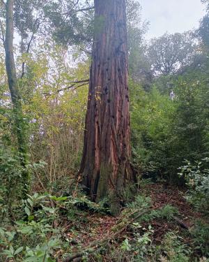 Sequoia di Serravalle