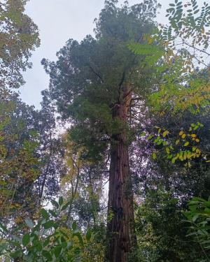 Foto Sequoia di Serravalle