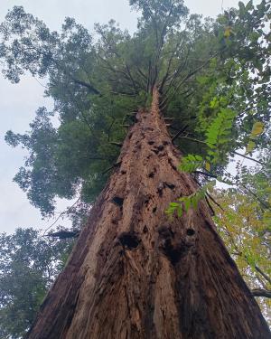 Foto Sequoia di Serravalle