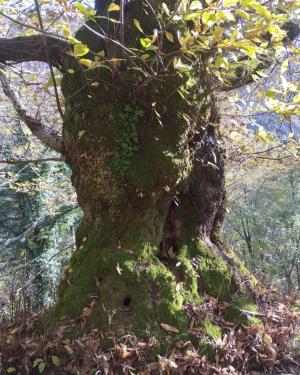 Castagno del Servett