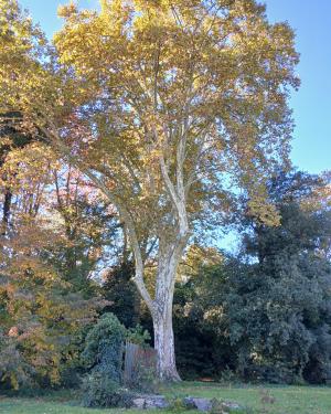 Foto Il Platano  del Parco il Neto