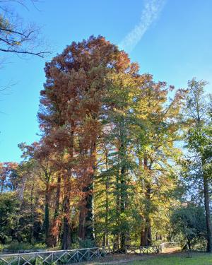 Il Taxodium  del Parco il Neto