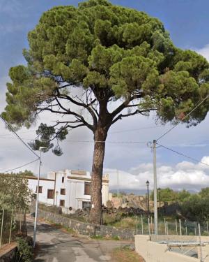 Pignu da Madonna a Badalatu