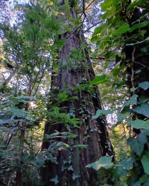 Sequoia 2 di Serravalle
