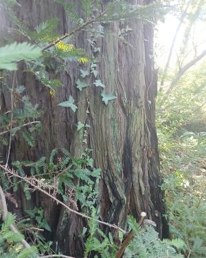 Foto Sequoia 2 di Serravalle