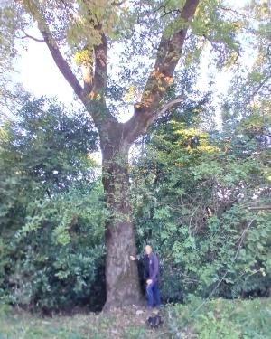 La Quercia  di Serravalle