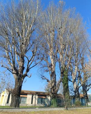 I Pioppi della scuola