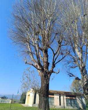 Foto I Pioppi della scuola