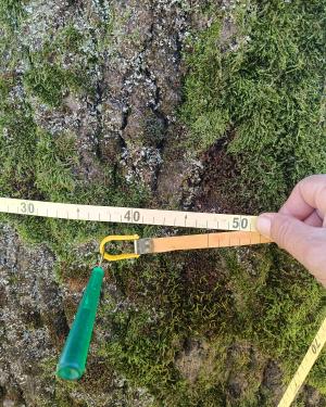 Foto I Pioppi della scuola