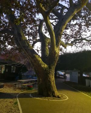 Platano di Santa Croce