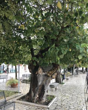 Gelso da carta di Bonefro