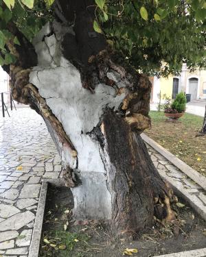 Foto Gelso da carta di Bonefro