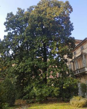 Magnolia Palazzo Scotti
