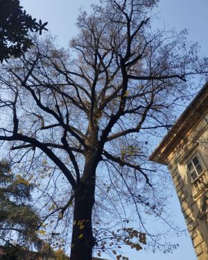 Tiglio di Palazzo Scotti