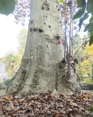 Platano di Palazzo Scotti