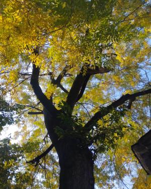 Sophora di Palazzo Scotti