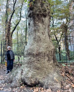 Platano 1 dei "Sette Platani"