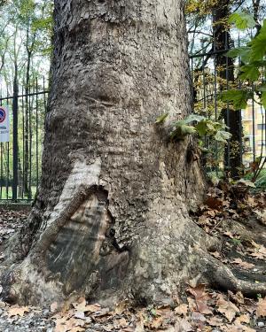 Platano 2 dei "Sette Platani"