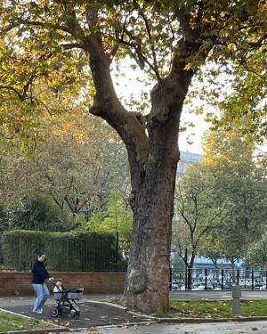 Platano 2 del Facsal