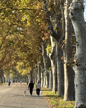 Foto Platano 2 del Facsal