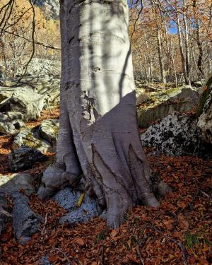Faggio di Piana Fuseria