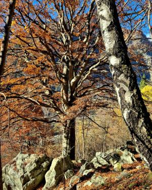 Foto Faggio di Piana Fuseria