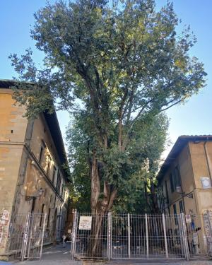 Il Bagolaro dell' Università