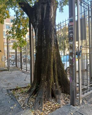 Foto Il Bagolaro dell' Università