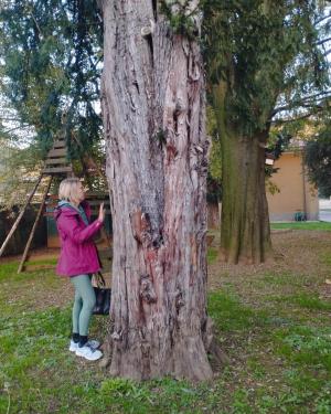 Tasso dell'asilo Fracaro