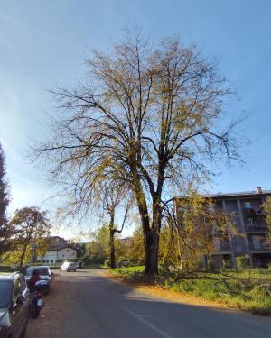 Spino di Giuda di Cantù