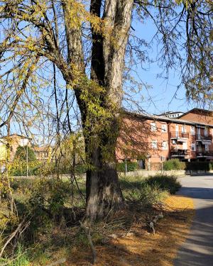 Foto Spino di Giuda di Cantù