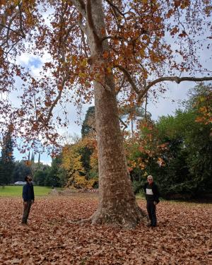 Platano 2 del Parco del Neto