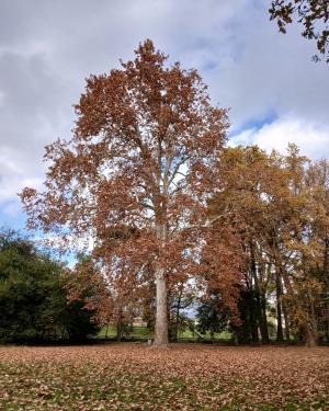 Foto Platano 2 del Parco del Neto