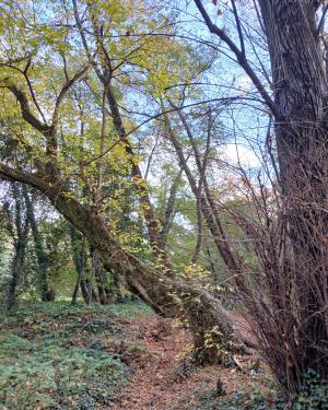 Acero negundo del Parco del Neto