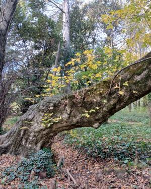 Foto Acero negundo del Parco del Neto