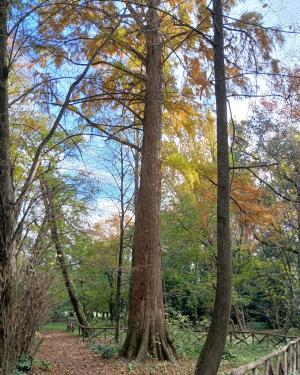 Il Taxodium 2 parco del Neto